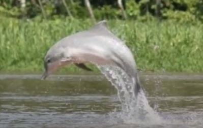 Amazonas-delfin springt