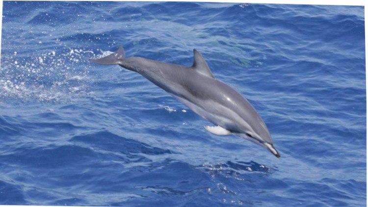 Clymene delfin