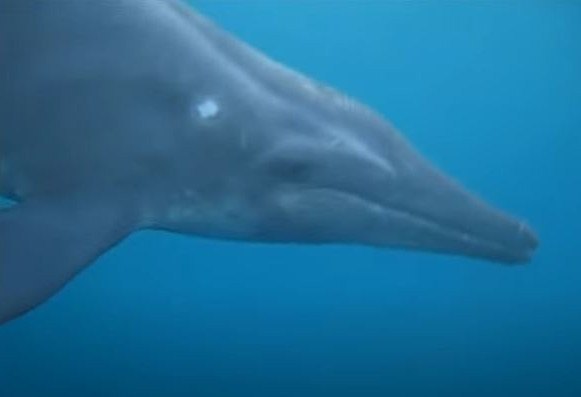 Rauzahn delfin nah