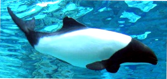 commerson-delfin