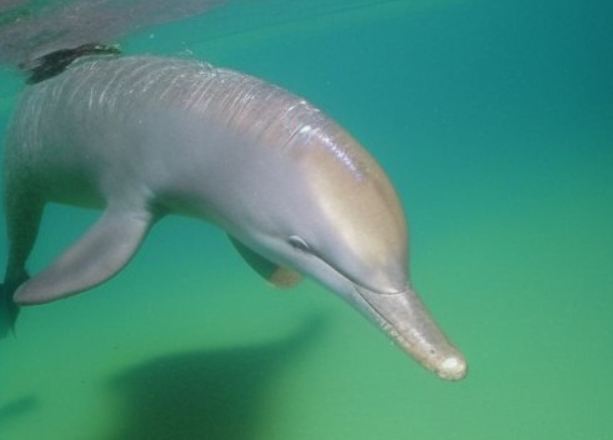 La-Plata Delfin (Pontoporia blainvillei)