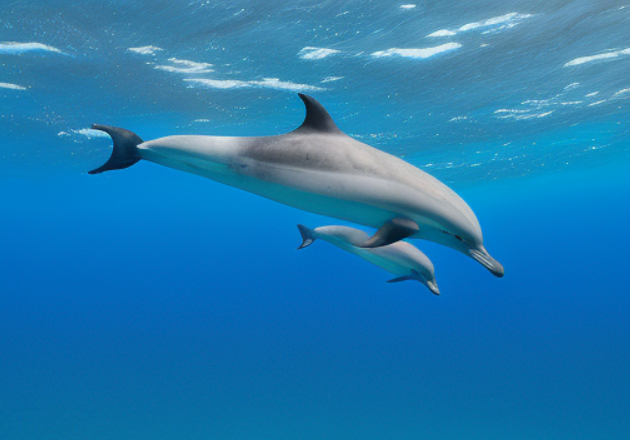 Ostpazifische delfin oder Spinnerdelfin (stenella longirostris)