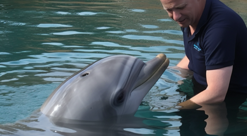 Delfin kommuniziert mit Mensch