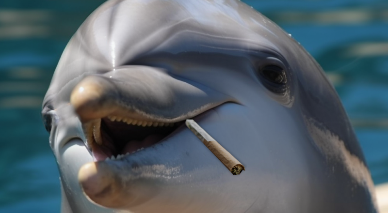 Delfin raucht joint