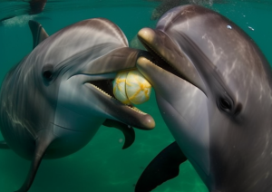 Delfine kauen an Kugelfisch