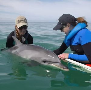 Wissenschaftler studieren Delfin