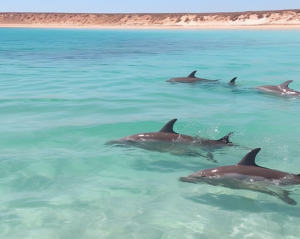 Delfine auf Shark Bay