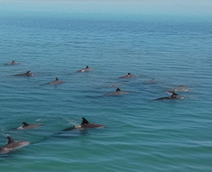 Delfine bei der Küste von Shark Bay