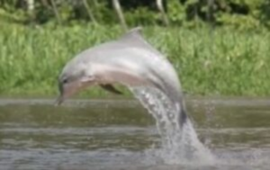 Sotalia-Delphin springt